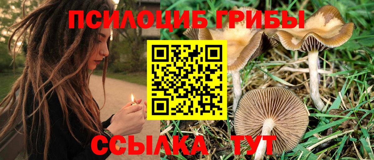 Псилоцибиновые грибы Psilocybe  Баксан 